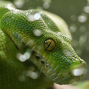 Green tree python (Morelia viridis)