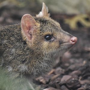 Eastern quoll (Dasyurus viverrinus