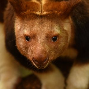 Goodfellow's tree-kangaroo (Dendrolagus goodfellowi)