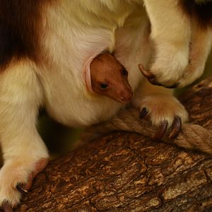 Goodfellow's tree-kangaroo (Dendrolagus goodfellowi)