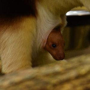 Goodfellow's tree-kangaroo (Dendrolagus goodfellowi)