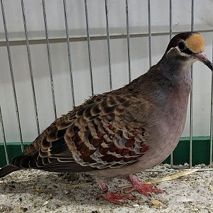 Common bronzewing