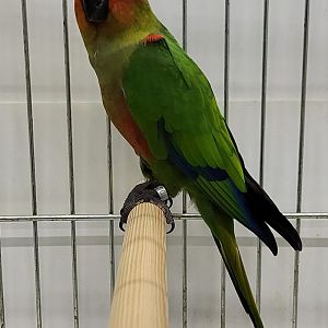 Golden-capped conure