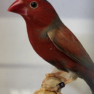 Black-bellied cromson-finch