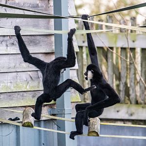 White-Cheeked Gibbon Brothers