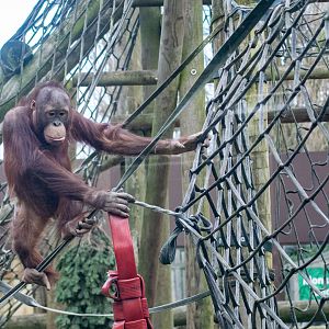 Bornean Orangutan Basuki