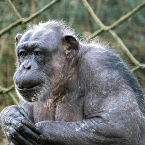Chimpanzee - Holly