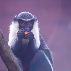 Diana Monkey