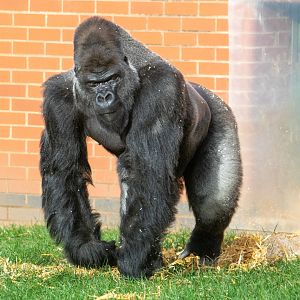 Oumbi - Western Lowland Gorilla
