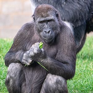 Shufai - Western Lowland Gorilla