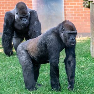 Lope and Oumbi - Wester Lowland Gorillas