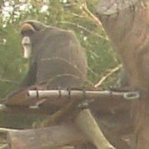 Ape in Grotto 4 (cropped)