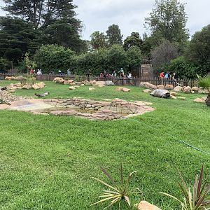 Aldabra Giant Tortoise Exhibit