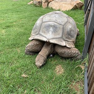 Aldabra Giant Tortoise