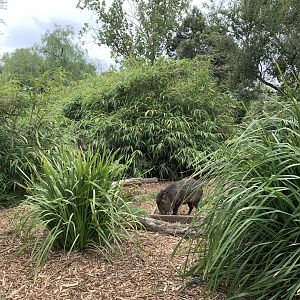 Collared Peccary Exhibit