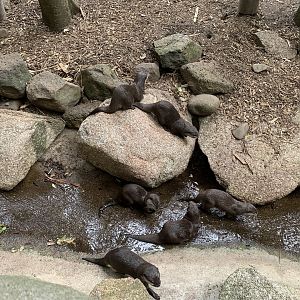 Asian Small-clawed Otter