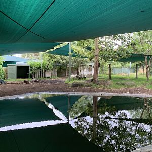 Malayan Tapir Exhibit