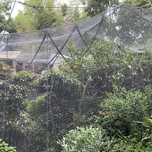 Cotton-top Tamarin Enclosure