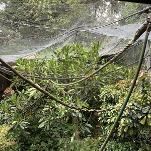 Cotton-top Tamarin Enclosure