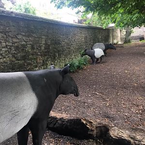 Malayan tapirs