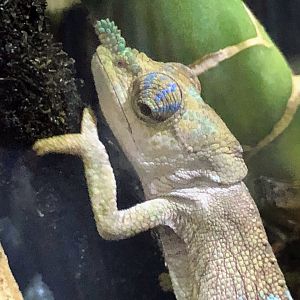 Boettger’s Chameleon