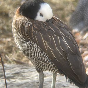 White-faced Whistling Duck