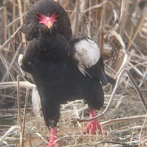 Bateleur Eagle