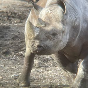Black Rhinoceros