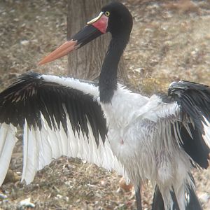 Saddle-billed Stork
