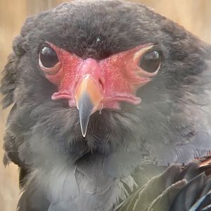 Bateleur Eagle