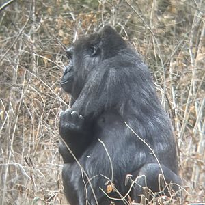 Western Lowland Gorilla