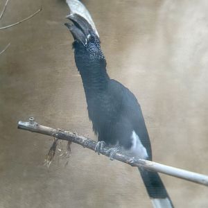 Silvery-cheeked Hornbill