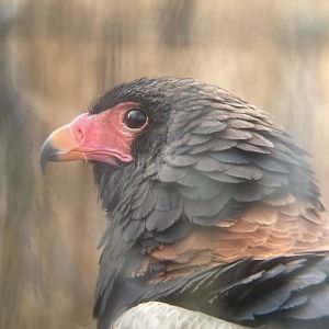 Bateleur Eagle