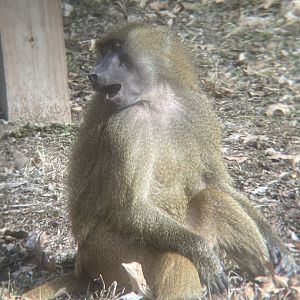 Guinea Baboon
