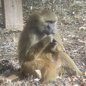 Guinea Baboon