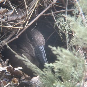 Hamerkop