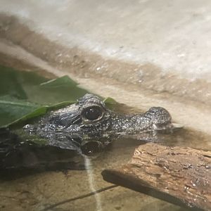 Dwarf Crocodile