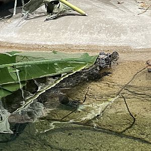 Dwarf Crocodile