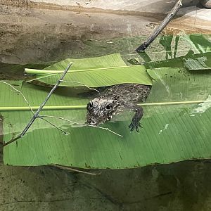 Dwarf Crocodile