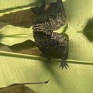 Dwarf Crocodile