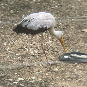 Yellow-billed Stork
