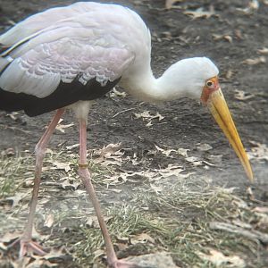 Yellow-billed Stork