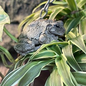 Gray Treefrog