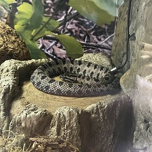 Pygmy Rattlesnake
