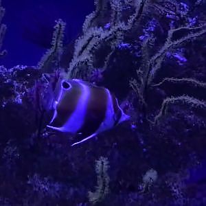 Haraguchi’s Butterfly fish (Roa haraguchiae)