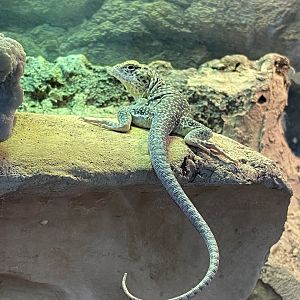 Eastern Collared Lizard