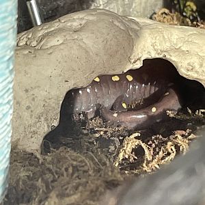 Spotted Salamander