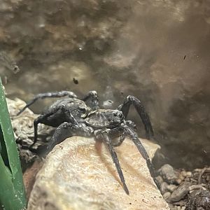 Wolf Spider