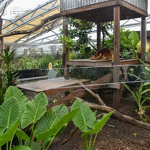 Tree Kangaroo/Echidna Enclosure