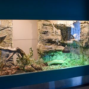 Blotched Bluetongue Lizard Enclosure